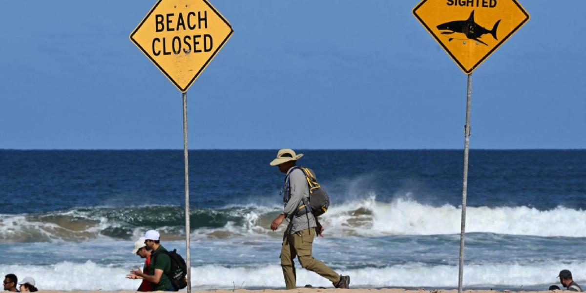 Shark kills a surfer in Australia beach