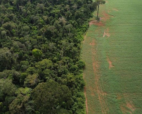 States and DF should standardize vegetation suppression authorization