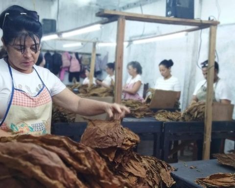 Tabacuba invests in the production of high quality sheets in Sancti Spíritus