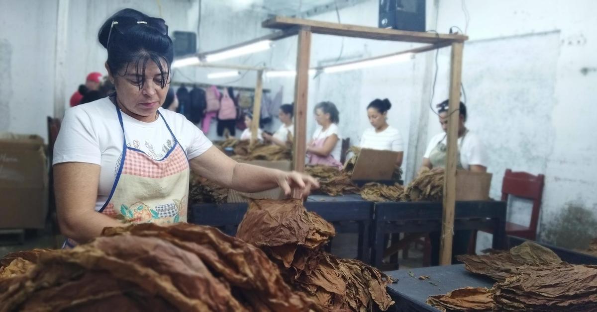 Tabacuba invests in the production of high quality sheets in Sancti Spíritus