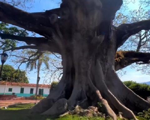 La ceiba más grande de Colombia.