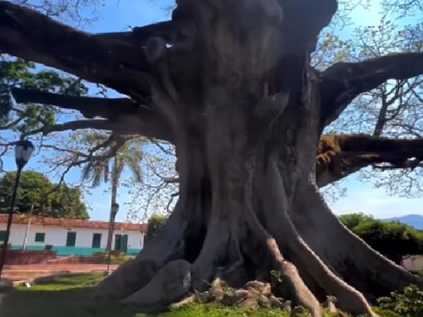 La ceiba más grande de Colombia.