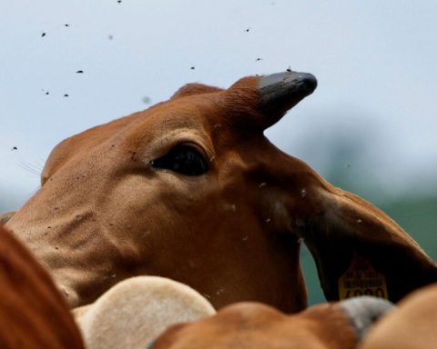 The United States points to Mexico for insufficiency in stopping the boreride worm
