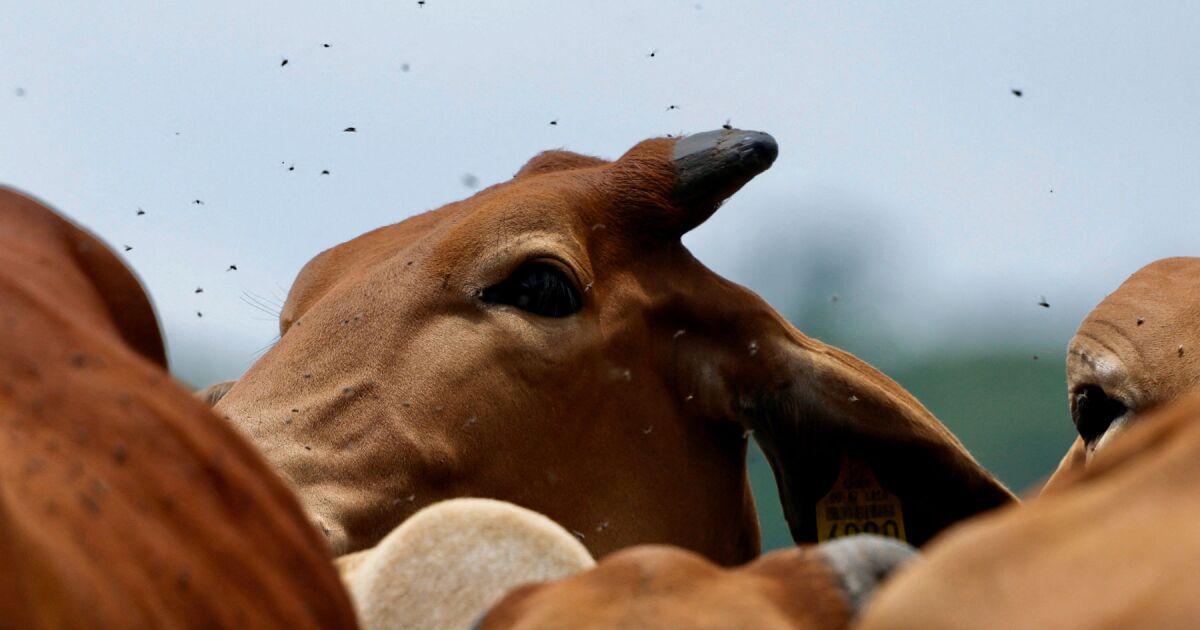 The United States points to Mexico for insufficiency in stopping the boreride worm