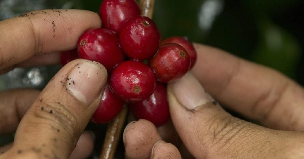The main 2025 coffee harvest began in Risaralda