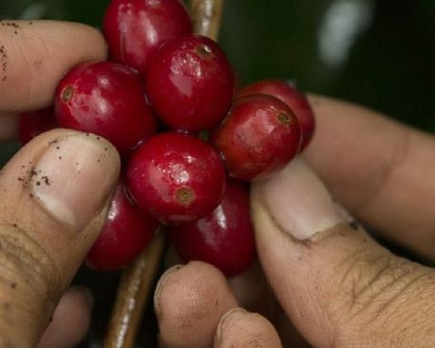 The main 2025 coffee harvest began in Risaralda