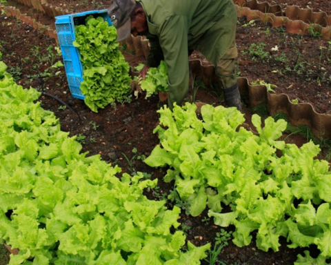 The ruling party asks for more transgenic crops to stop the purchase of food to the US