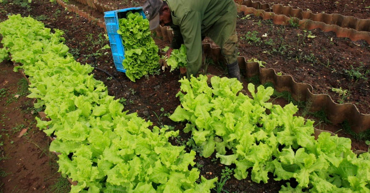 The ruling party asks for more transgenic crops to stop the purchase of food to the US