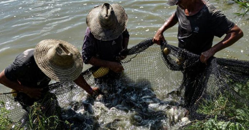 The second fish farm from Cuba, in crisis due to lack of energy, fuel and water