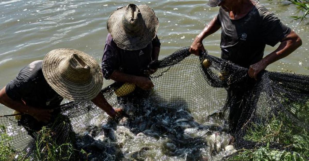 The second fish farm from Cuba, in crisis due to lack of energy, fuel and water