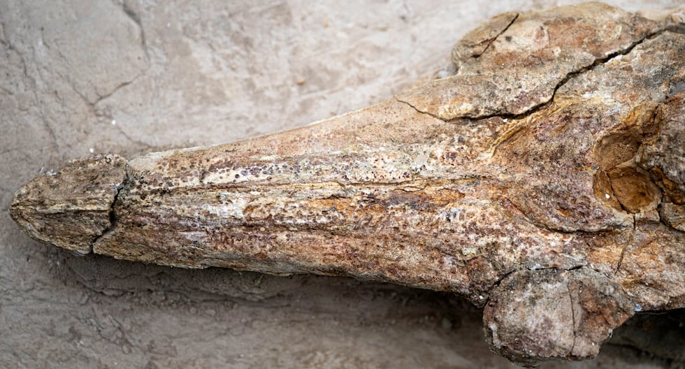 They exhibit in Peru fossil marine dolphin of 12 million years found in Ocucaje