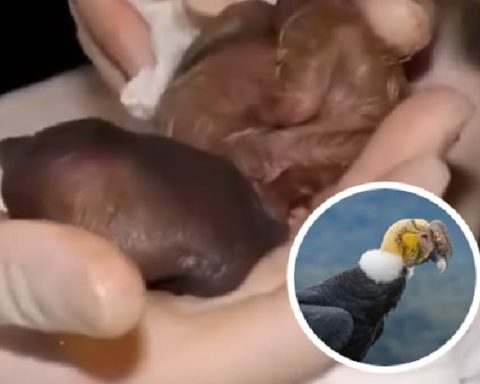 Nace cría del cóndor de los Andes en Colombia.