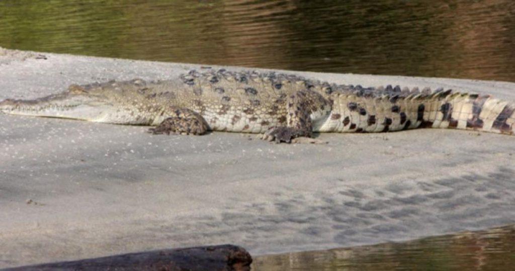 Tourists ignore warnings about the presence of caimanes in the prohibited zone of Tayrona Park