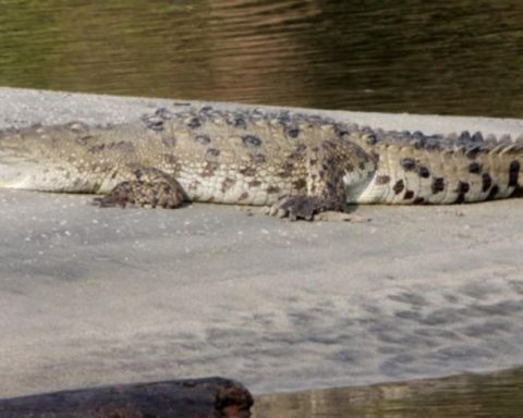 Tourists ignore warnings about the presence of caimanes in the prohibited zone of Tayrona Park