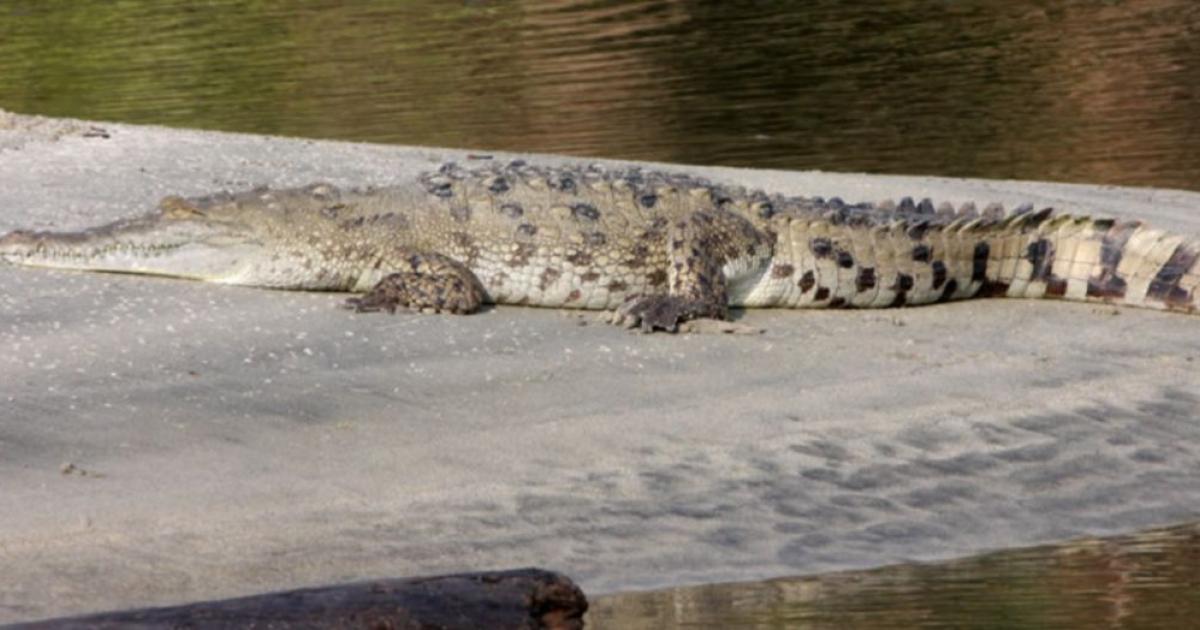 Tourists ignore warnings about the presence of caimanes in the prohibited zone of Tayrona Park