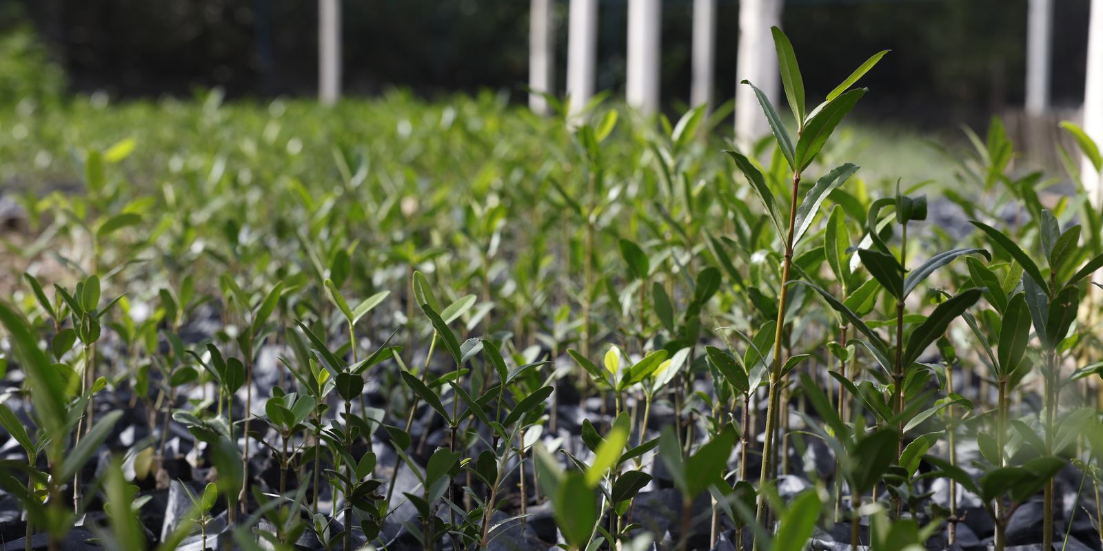 UFRJ proposes "Re-Amazonize Brazil" at the 2025 Knowledge Festival