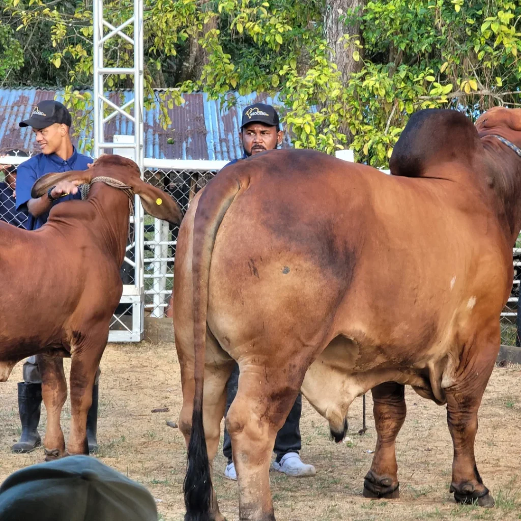 With resounding success they made the 17th Ecotourism Livestock Fair the Cupey 2025
