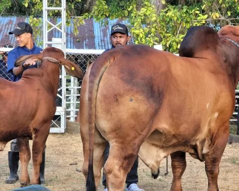 With resounding success they made the 17th Ecotourism Livestock Fair the Cupey 2025