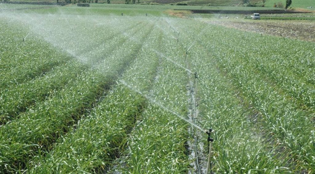 Día Mundial de la Agricultura: denuncia sobre la caída de la producción y el aumento de precios en RD