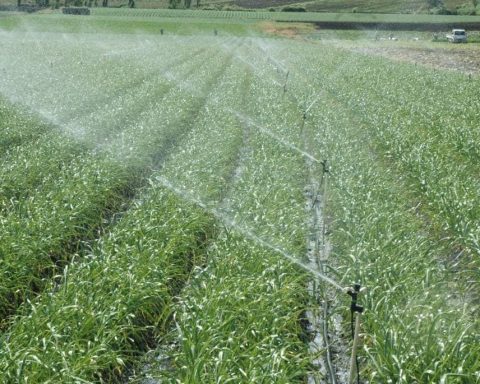 Día Mundial de la Agricultura: denuncia sobre la caída de la producción y el aumento de precios en RD