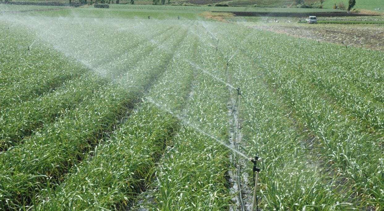 Día Mundial de la Agricultura: denuncia sobre la caída de la producción y el aumento de precios en RD
