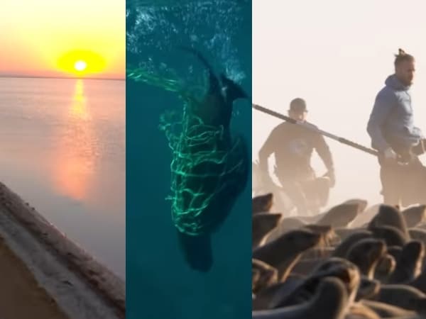 5 películas que te harán proteger el planeta