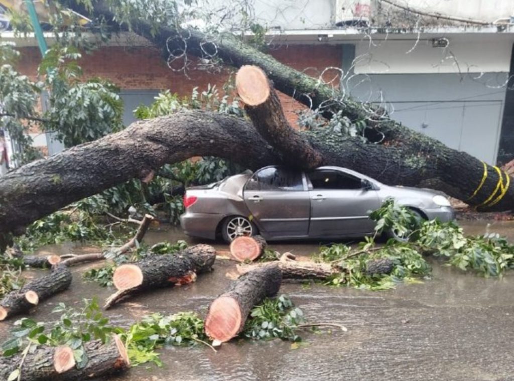 A 25-meter-high tree fell on three vehicles in Caracas