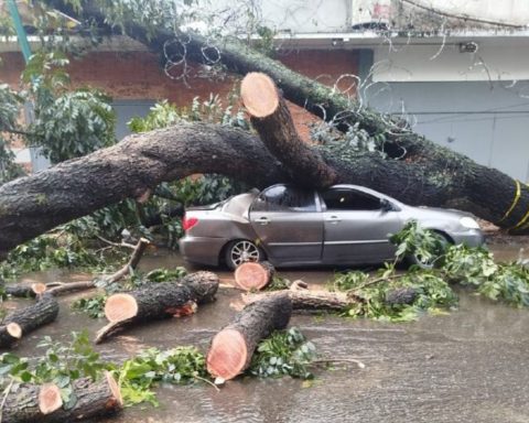 A 25-meter-high tree fell on three vehicles in Caracas