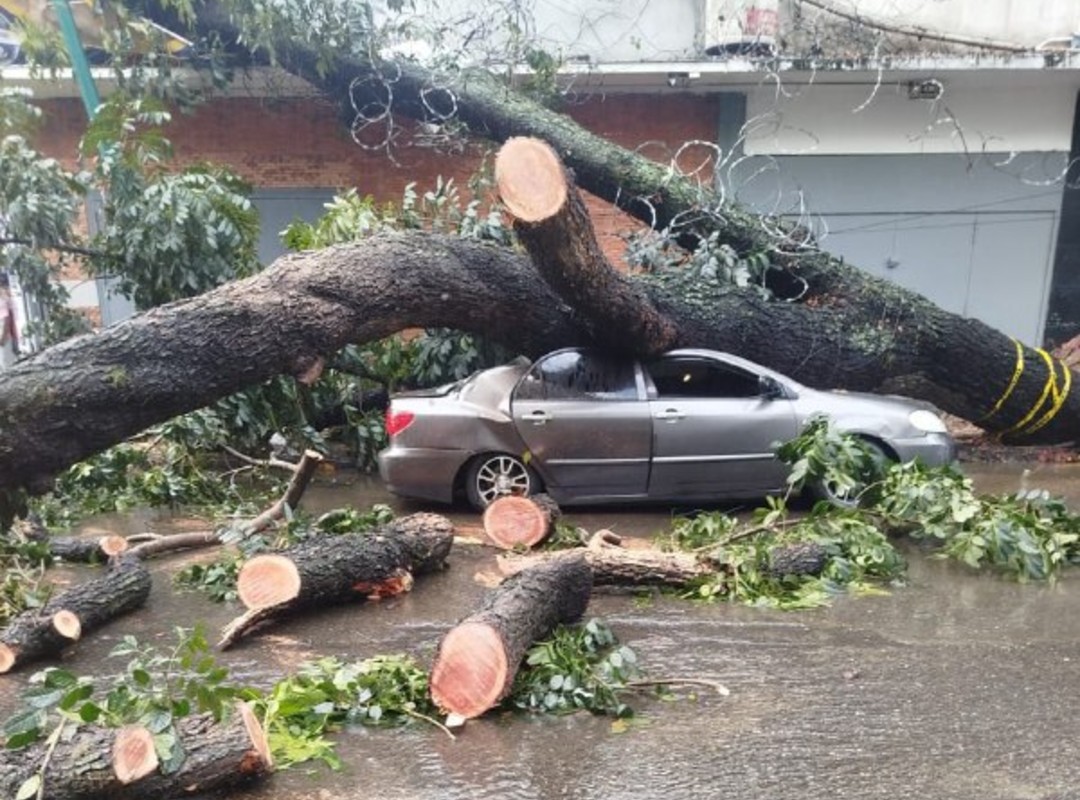 A 25-meter-high tree fell on three vehicles in Caracas