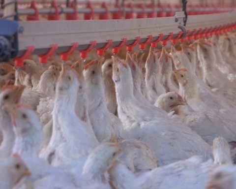 "A resounding endorsement": Colombia made the first export of chicken to one of the most demanding markets in Asia