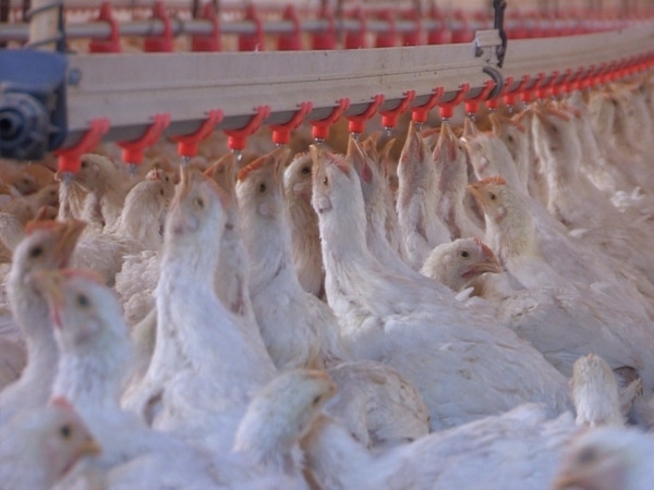 "A resounding endorsement": Colombia made the first export of chicken to one of the most demanding markets in Asia