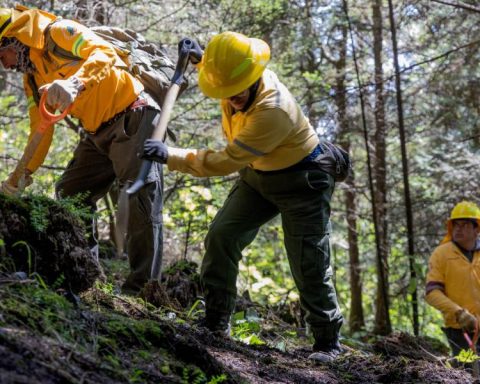Activists and groups begin search days for missing people in Ajusco