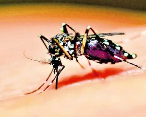 Are you traveling this week of recess? Be careful in the areas with the most cases of dengue in the country