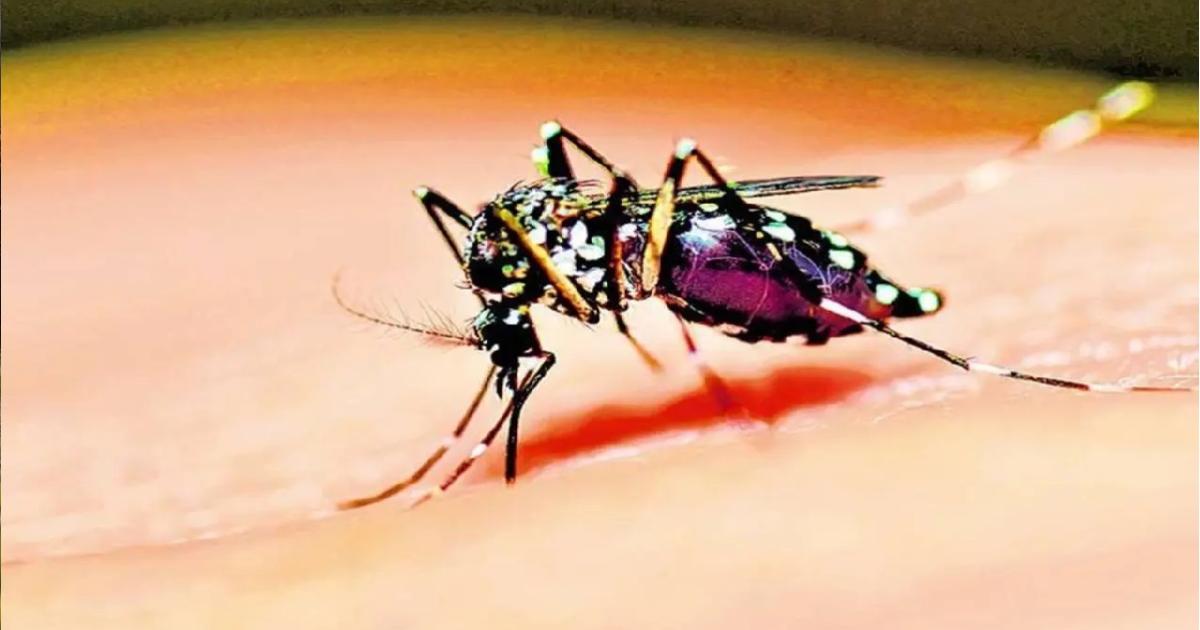 Are you traveling this week of recess? Be careful in the areas with the most cases of dengue in the country