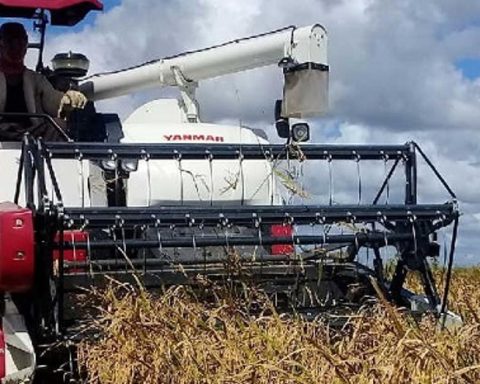 As in the Special Period, the authorities are betting on "popular rice" to reduce imports