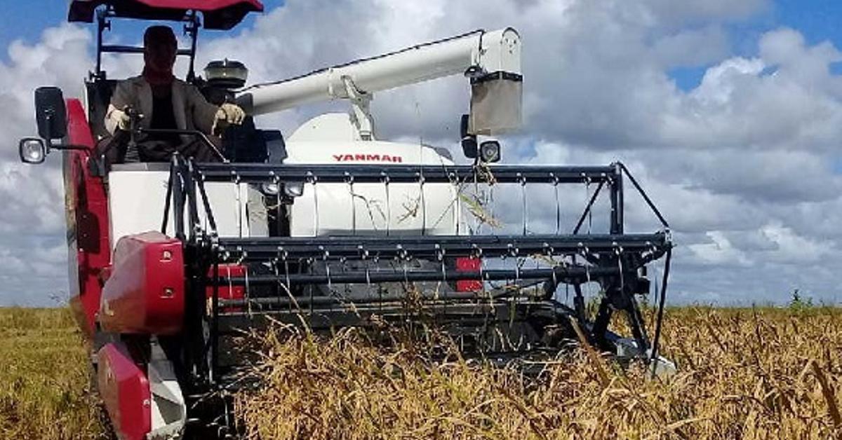 As in the Special Period, the authorities are betting on "popular rice" to reduce imports