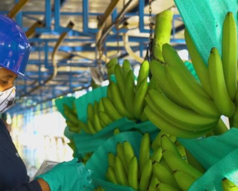 Asbama demands urgent action against massacre of banana workers and escalation of violence in Zona Bananera