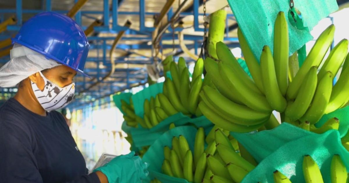 Asbama demands urgent action against massacre of banana workers and escalation of violence in Zona Bananera