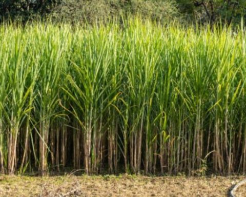 Azucareros del Valle del Cauca rejected Irene Vélez comments about the industry