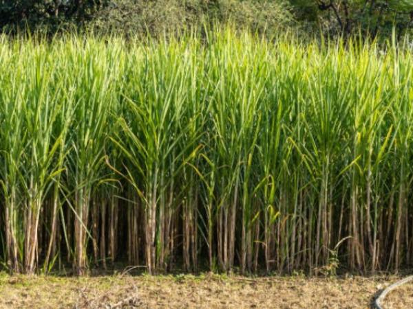 Azucareros del Valle del Cauca rejected Irene Vélez comments about the industry