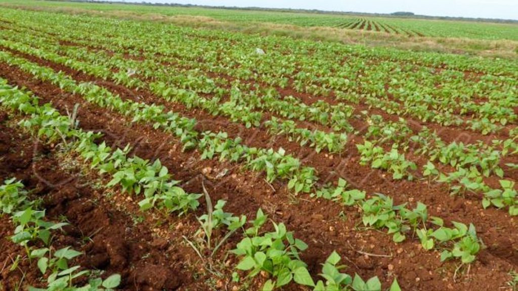 Bean producers in Holguín reduce plantings due to losses and disorganization