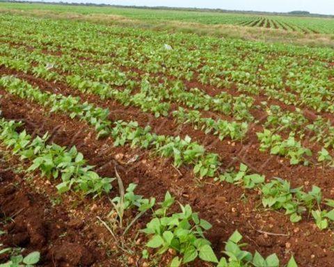 Bean producers in Holguín reduce plantings due to losses and disorganization