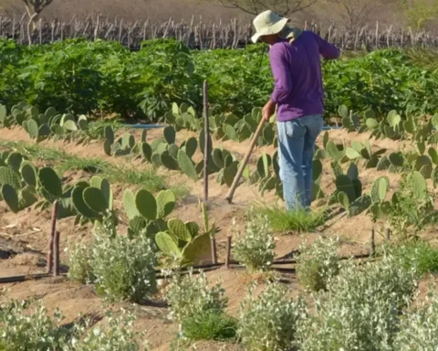 CMN simplifies rural credit for traditional and extractive populations