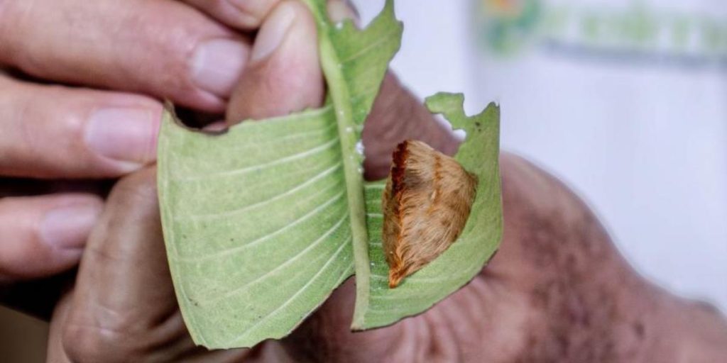CUCSur alerts about the presence of the “stuffed caterpillar” in Jalisco: avoid touching it, its poison is dangerous