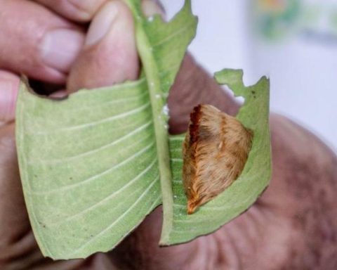 CUCSur alerts about the presence of the “stuffed caterpillar” in Jalisco: avoid touching it, its poison is dangerous