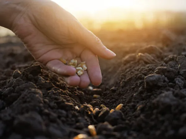 Colombia promotes the use of certified seeds to guarantee food security