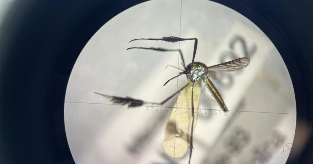 Colombia registers 135 cases of yellow fever in the last year