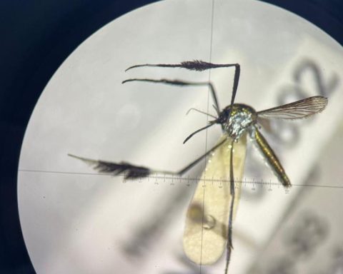 Colombia registers 135 cases of yellow fever in the last year