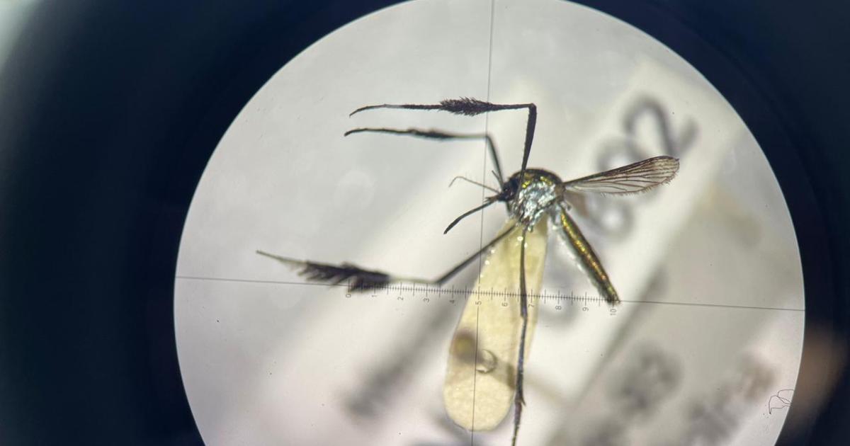 Colombia registers 135 cases of yellow fever in the last year