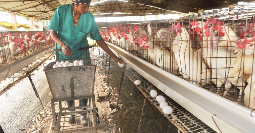 Condemned for the loss of 7,000 birds, an employee denounces the managers of a farm in Guantanamo